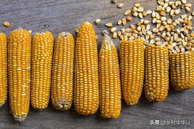今日聚焦，揭秘山东玉米最新价格🌽