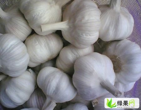 大蒜网最新价格行情及分析概览